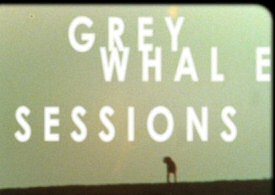 grey_whale_sessions