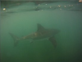 San Onofre Shark
