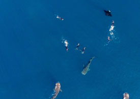 Drone footage of whale sharks and manta rays feeding