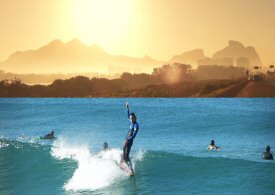 Classic longboard, penguins and dolphins in Rio de Janeiro.