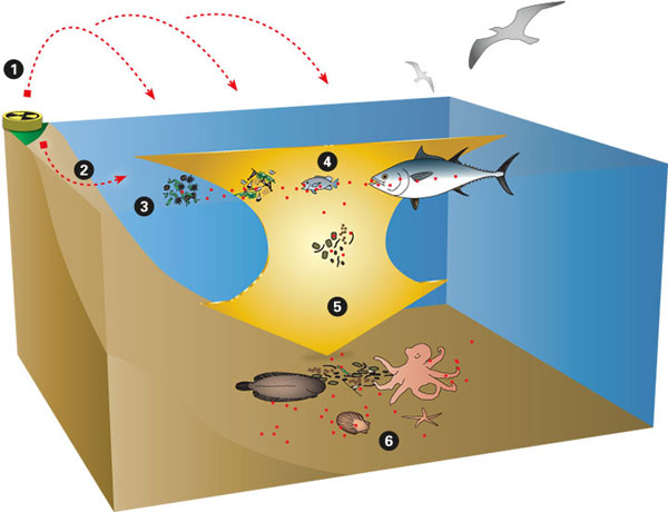 Illustration by Woods Hole Oceanographic Institution. 