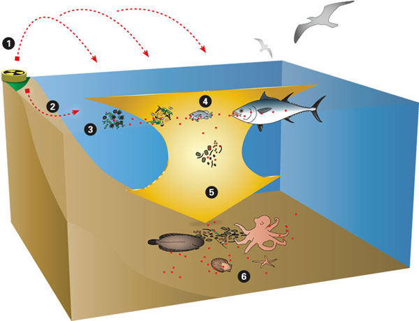Illustration by Woods Hole Oceanographic Institution.