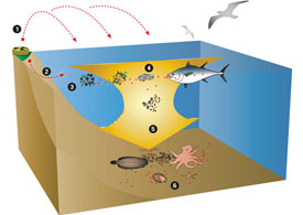 Fukushima Radiation FAQ