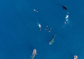 whale_thumb
