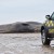 Car parts found inside stranded sperm whales